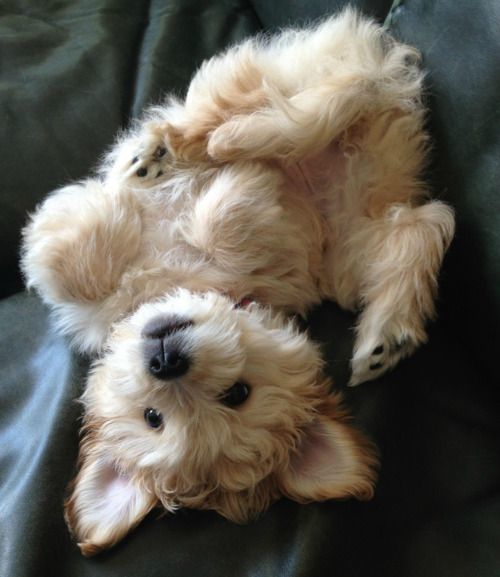 FLUFFY PUP