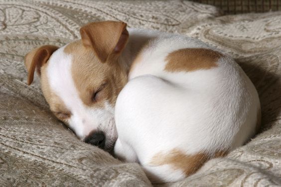 SLEEPY PUP