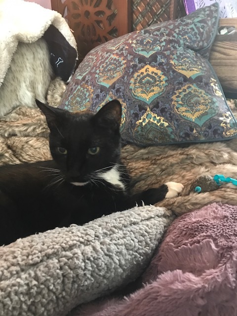 Tuxie Observes