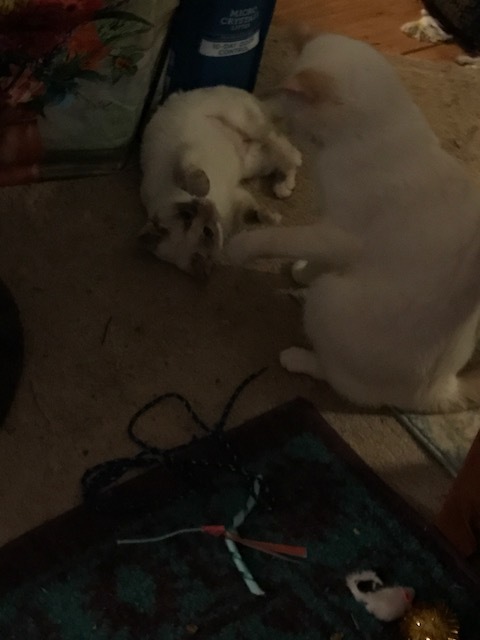 Purry & Shur Wrestling Begins
